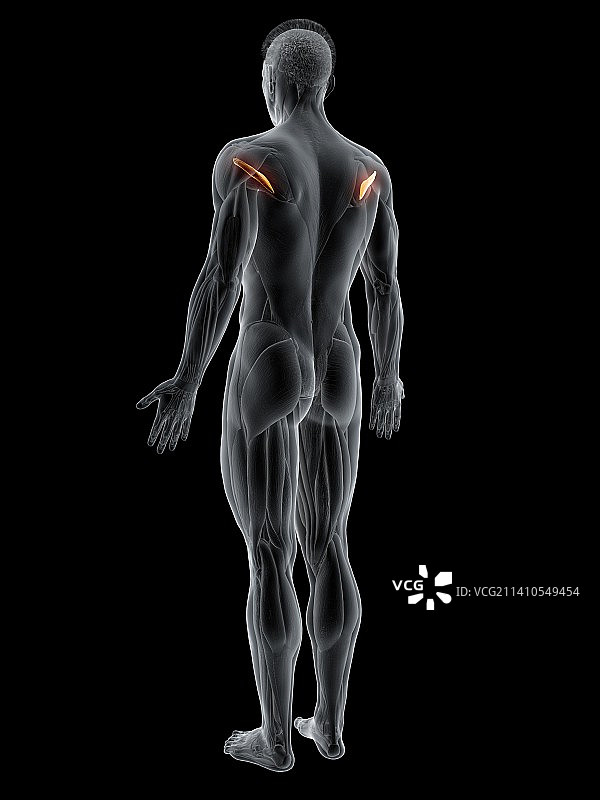 小圆肌图示图片素材