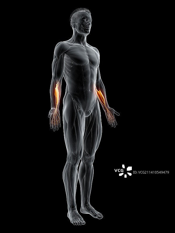 指浅屈肌图示图片素材