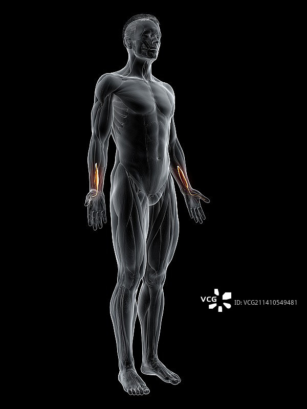 拇长屈肌插画图片素材