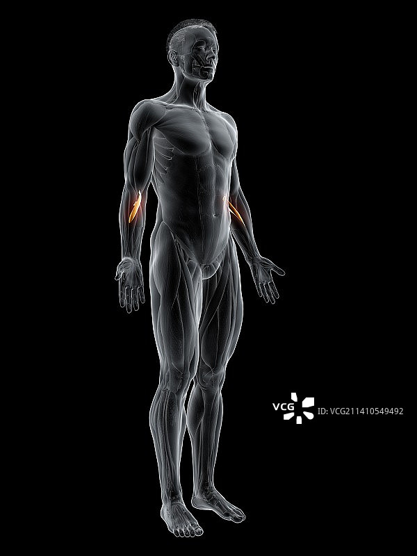 旋前圆肌图示图片素材