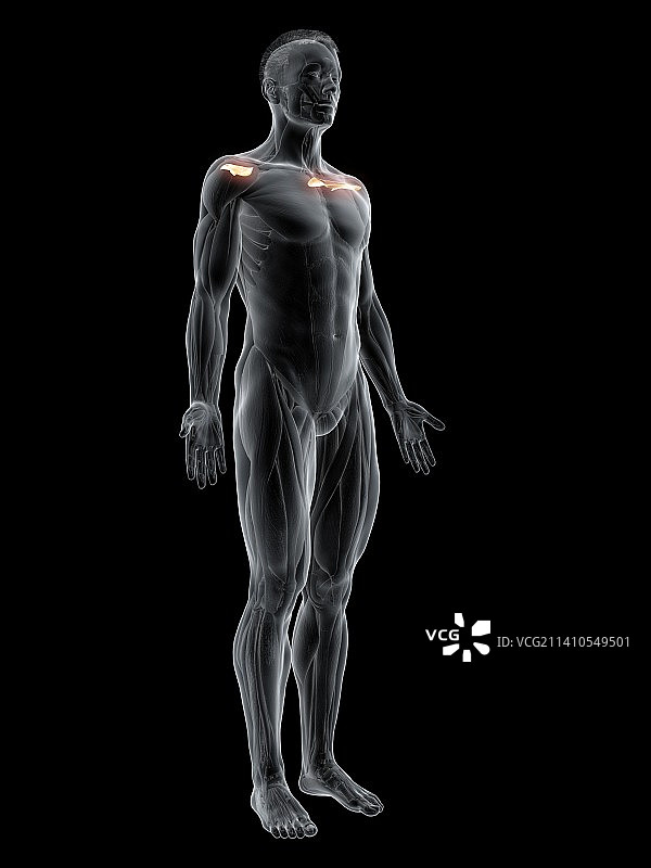 冈上肌图示图片素材