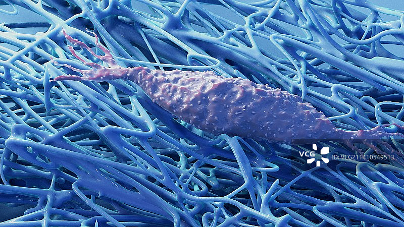 嵌入细胞外基质中的成纤维细胞，图示图片素材