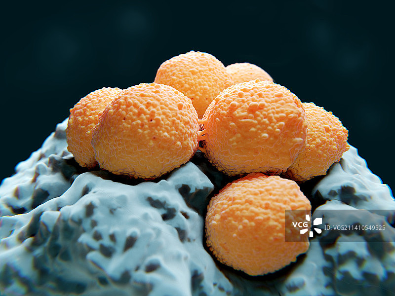 链球菌细菌，图示图片素材