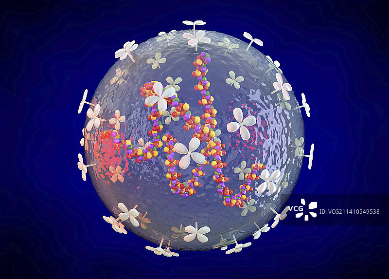 沙粒病毒结构示意图图片素材