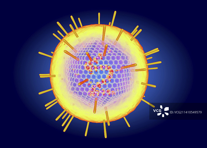 EB病毒插图图片素材