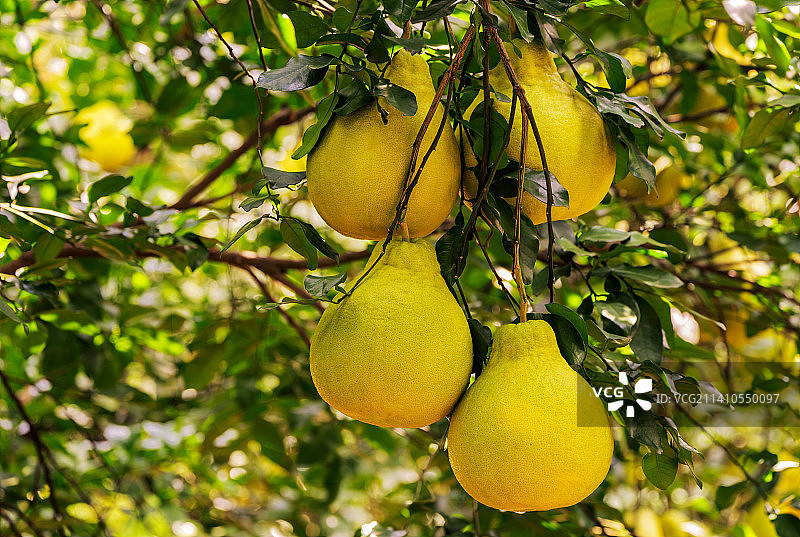 广东清远阳山县蒲芦洲特产沙田柚图片素材