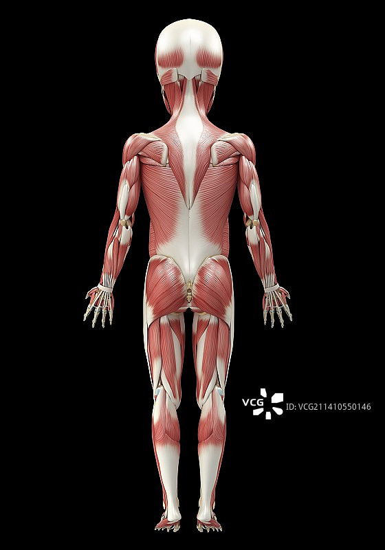 儿童的肌肉系统，图示图片素材