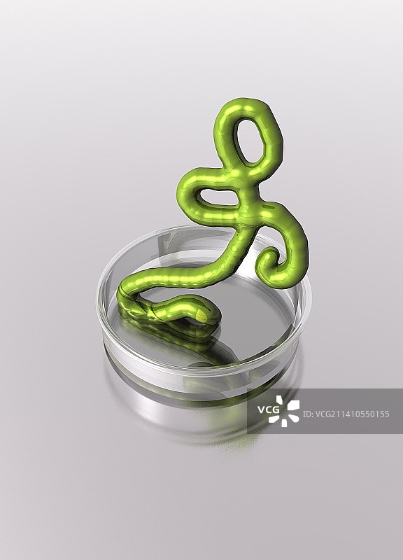 培养皿中的埃博拉病毒，插图图片素材