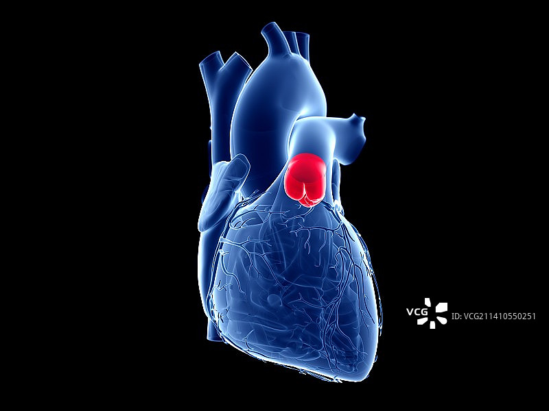 肺动脉瓣插图图片素材