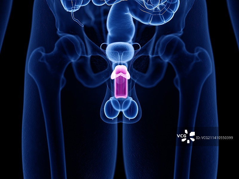 海绵体，插图，仅做科普示意。图片素材