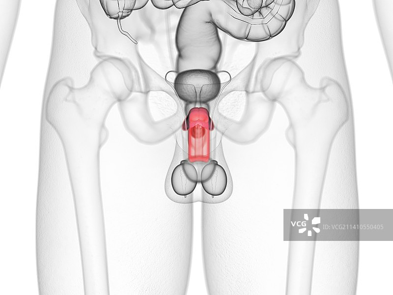 海绵体，插图，仅做科普示意。图片素材