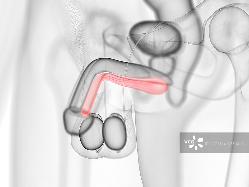 海绵体，插图，仅做科普示意。图片素材