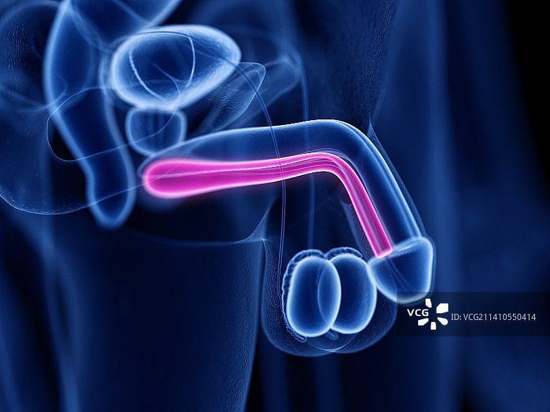 海绵体，插图，仅做科普示意。图片素材