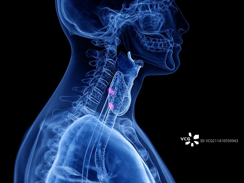 甲状旁腺图示图片素材