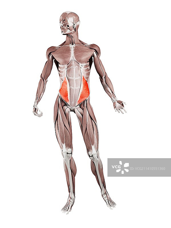 腹内斜肌插图图片素材
