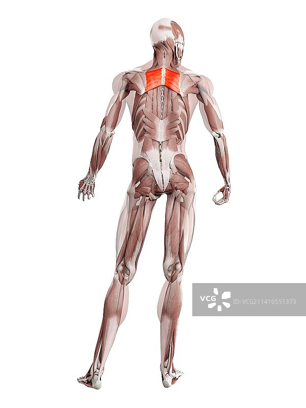 大菱形肌插图图片素材