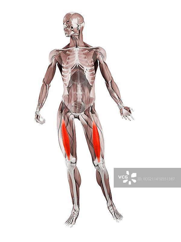股中间肌，图示，仅做科普示意。图片素材
