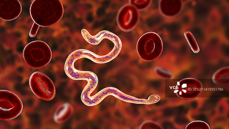 马来布鲁线虫寄生虫插图图片素材