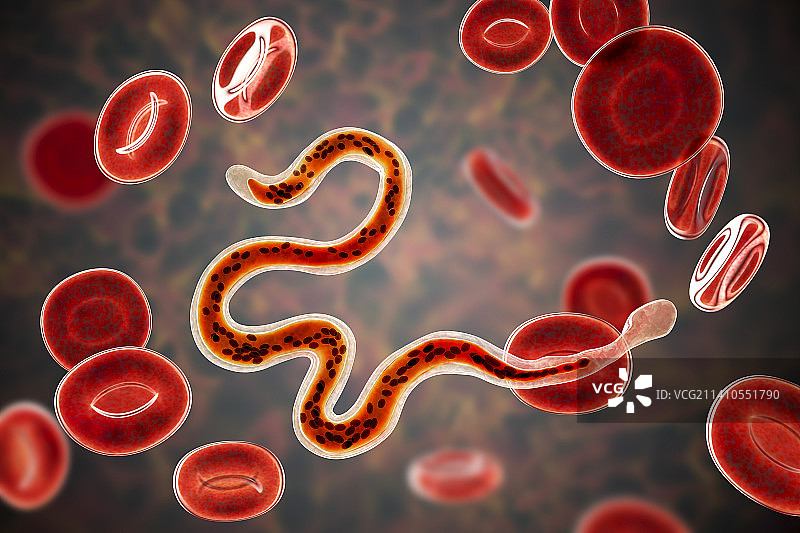 马来布鲁线虫寄生虫插图图片素材