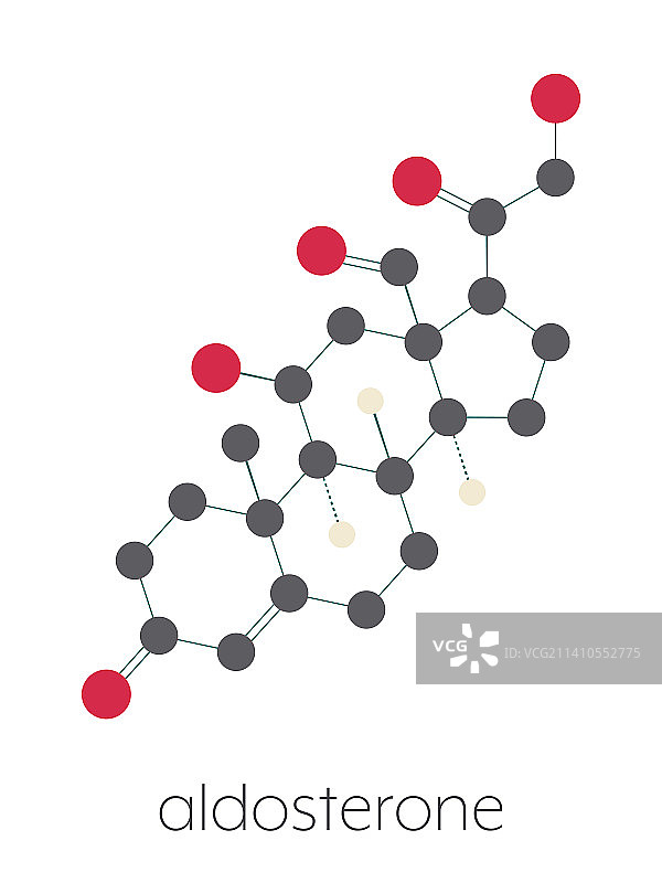醛固酮盐皮质激素，图示图片素材