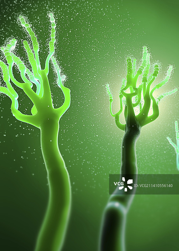 释放孢子的蘑菇，插图图片素材