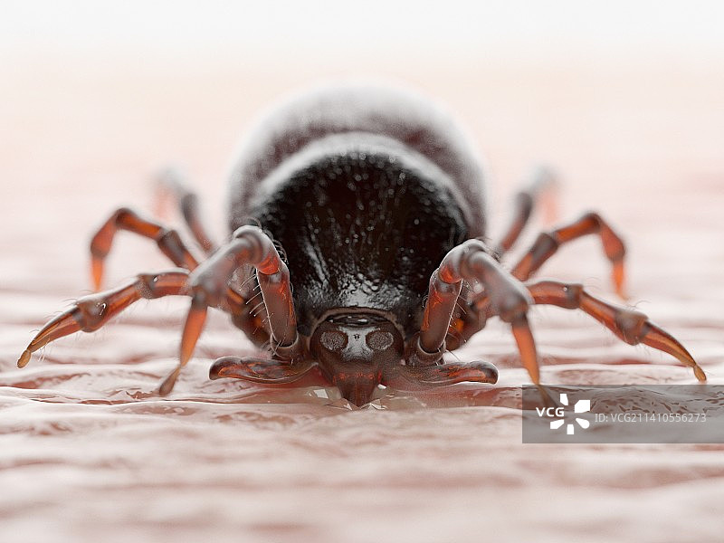 叮咬人体的蜱虫插画图片素材