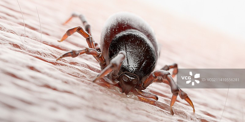 叮咬人体的蜱虫插画图片素材