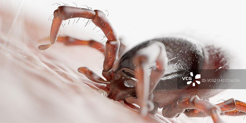 叮咬人体的蜱虫插画图片素材