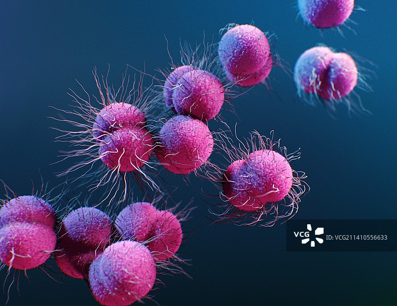 淋病奈瑟菌细菌图示图片素材