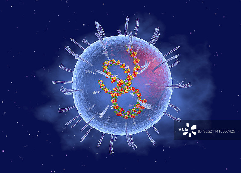 拉沙病毒剖面图图片素材