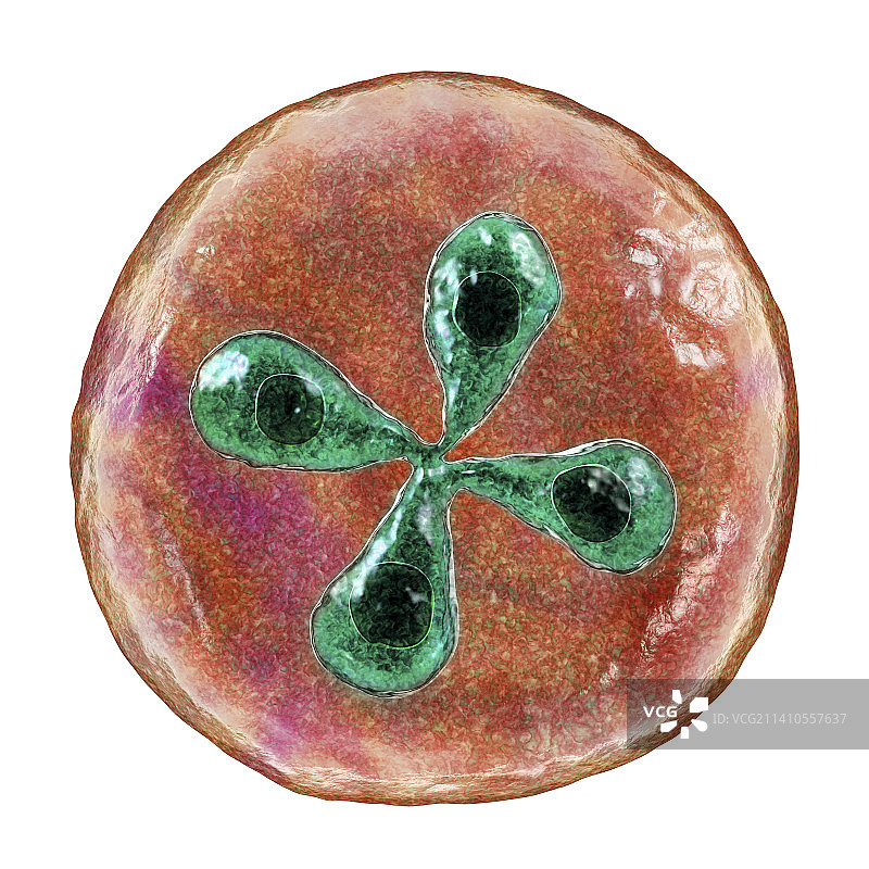 红细胞内的巴贝西虫寄生虫，图示图片素材