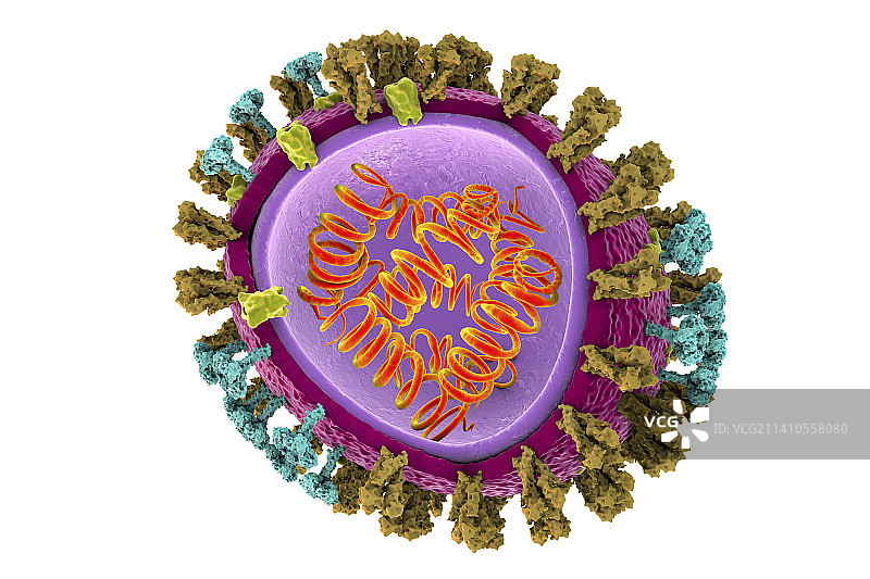 流感病毒图图片素材