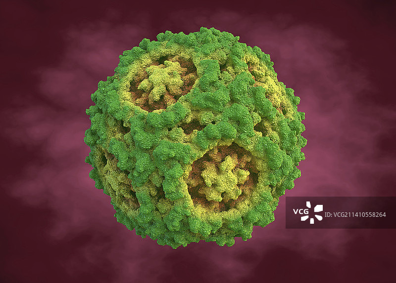 犬细小病毒，图示图片素材