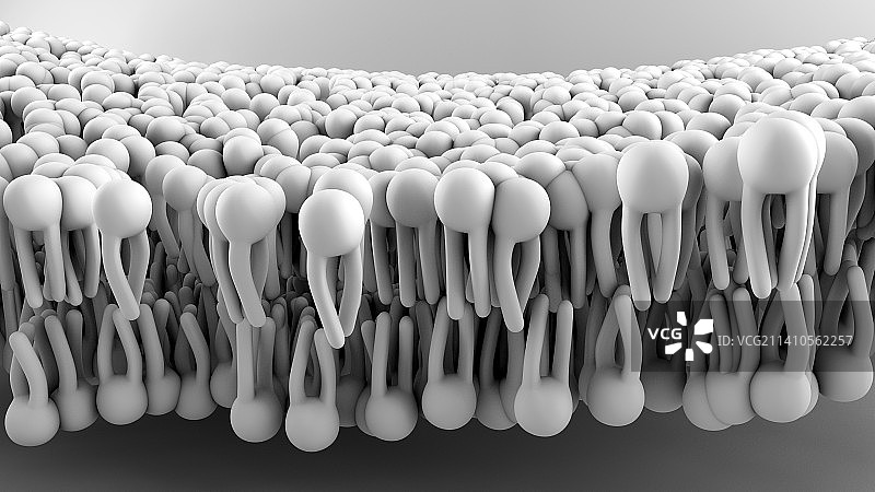 细胞膜示意图图片素材