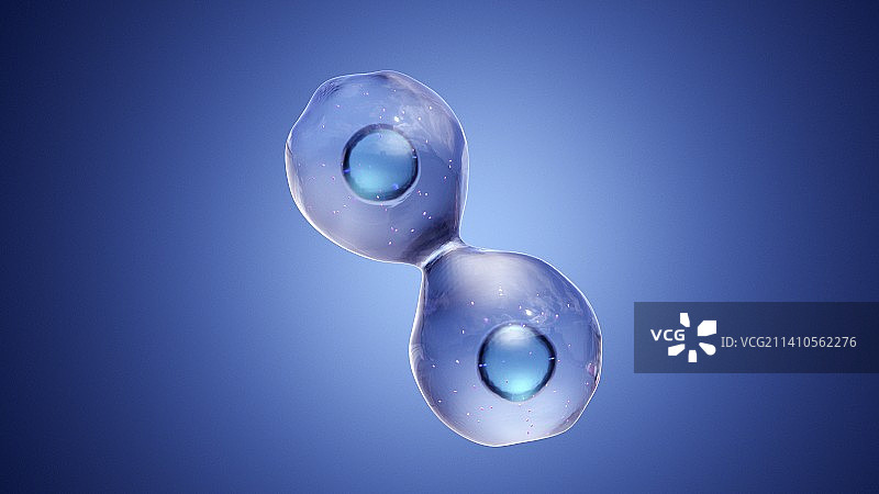 细胞分裂，图示图片素材