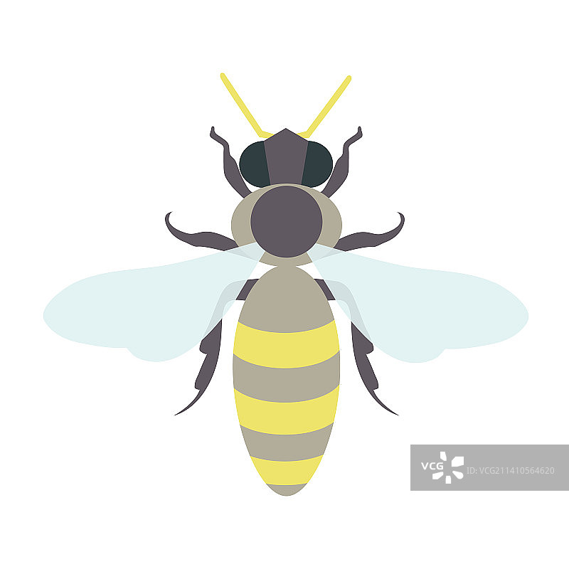 蜜蜂插画图片素材