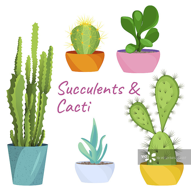 多汁植物和仙人掌，插图图片素材