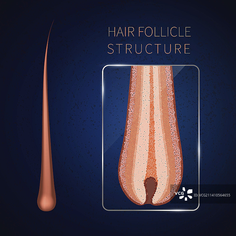 毛囊插图图片素材