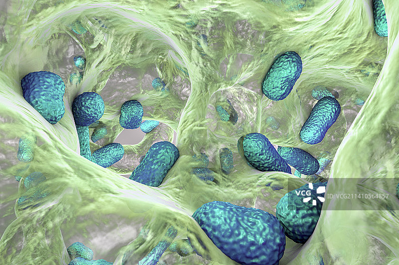 鲍曼不动杆菌图片素材