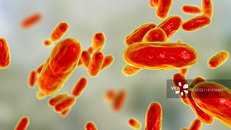 百日咳杆菌，图示图片素材