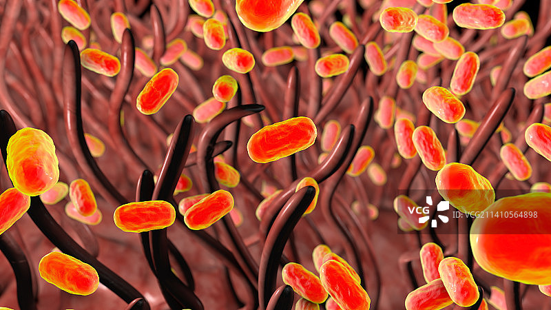 百日咳杆菌，图示图片素材