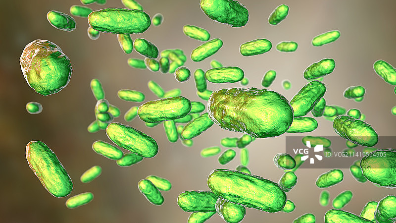 副百日咳博德特氏菌，百日咳的病原体图片素材