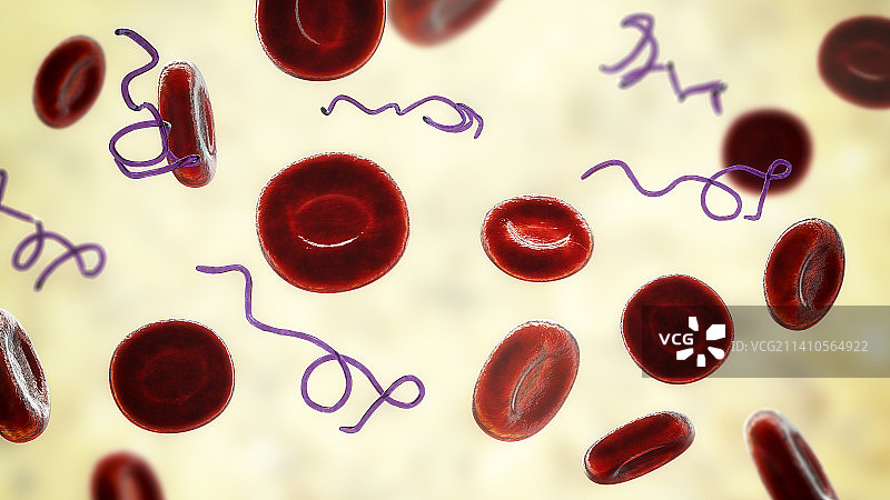 血液中的伯氏疏螺旋体细菌图片素材
