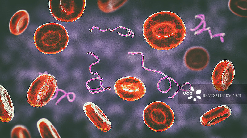 血液中的伯氏疏螺旋体细菌图片素材