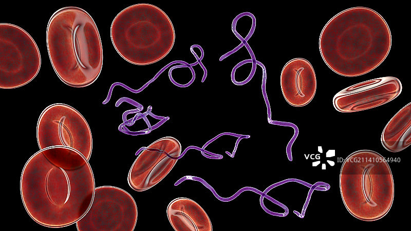 血液中的伯氏疏螺旋体细菌图片素材