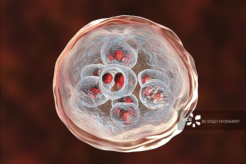 细粒棘球绦虫包虫囊肿图示图片素材
