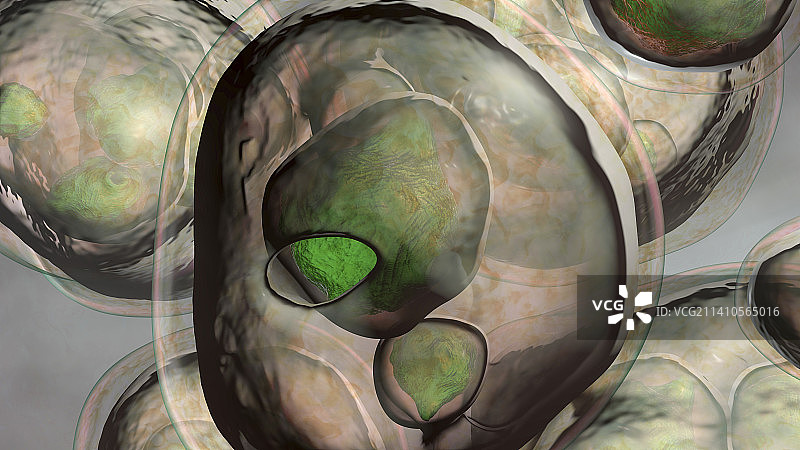 多房棘球绦虫包虫囊肿插图图片素材