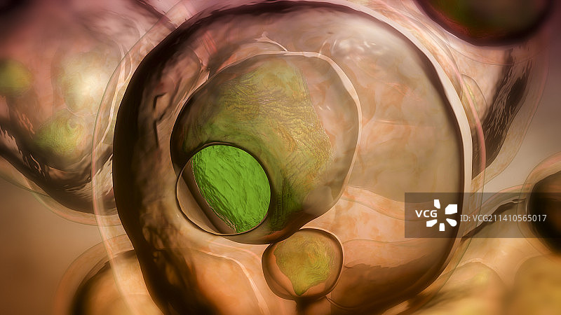 多房棘球绦虫包虫囊肿插图图片素材