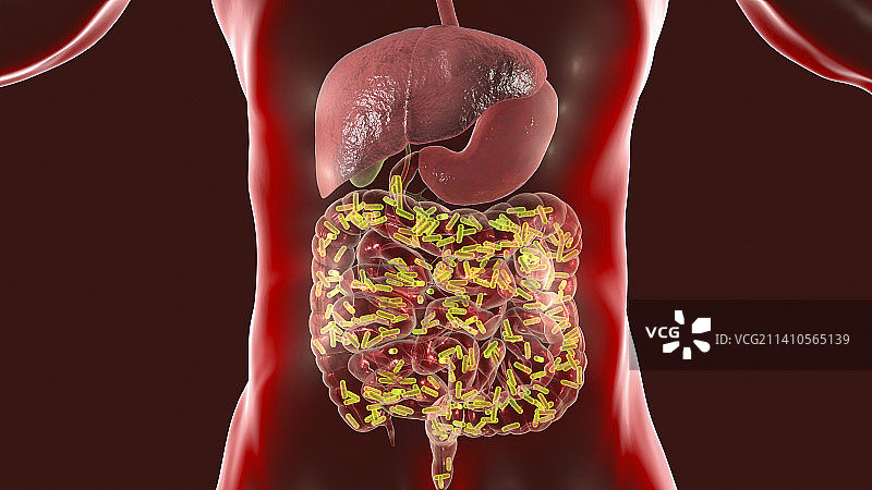 人体肠道正常菌群概念图图片素材