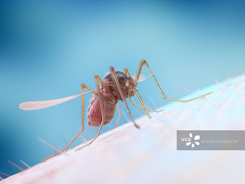 人皮肤上的蚊子，插图图片素材